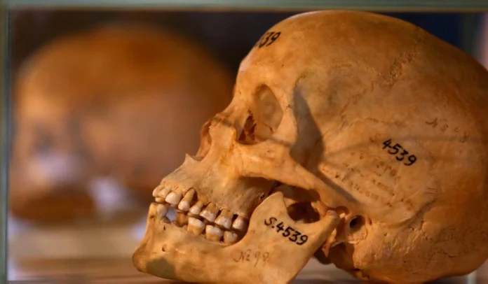 Germany to return over 900 skulls to Rwanda