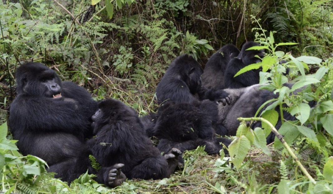 Gorilla tourism: Companies warned against irresponsible marketing