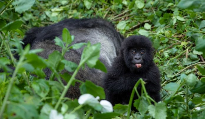 Kwita Izina: 23 baby gorillas to be named on Sept. 1